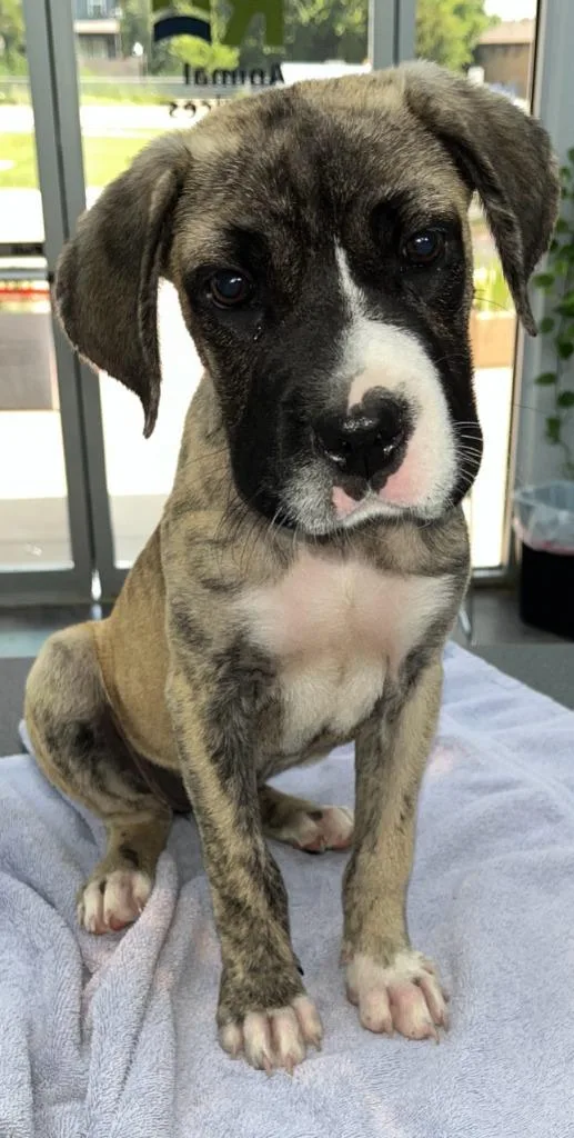 A baby small-sized female Boxer dog named Squishy for adoption in Richland Hills, TX