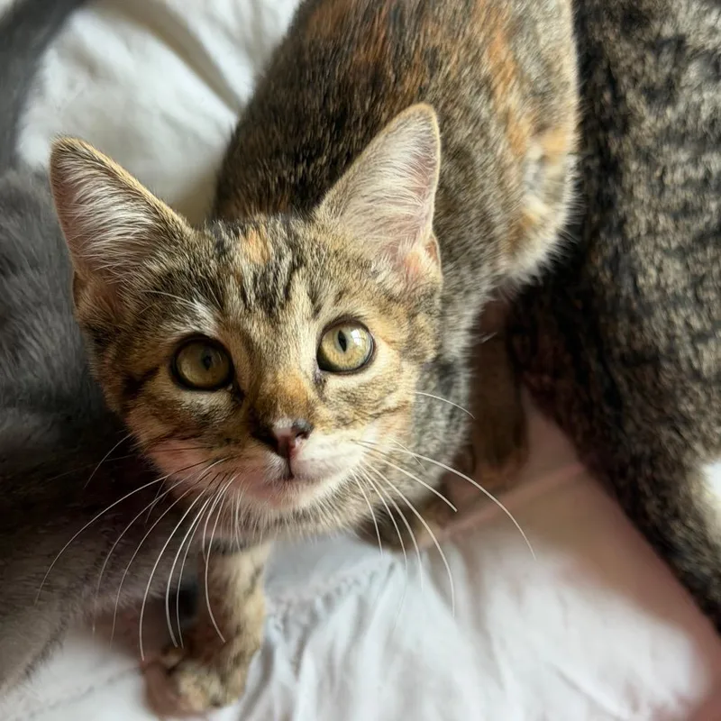 A baby small-sized female American Shorthair cat named Moo for adoption in mount vernon, AR