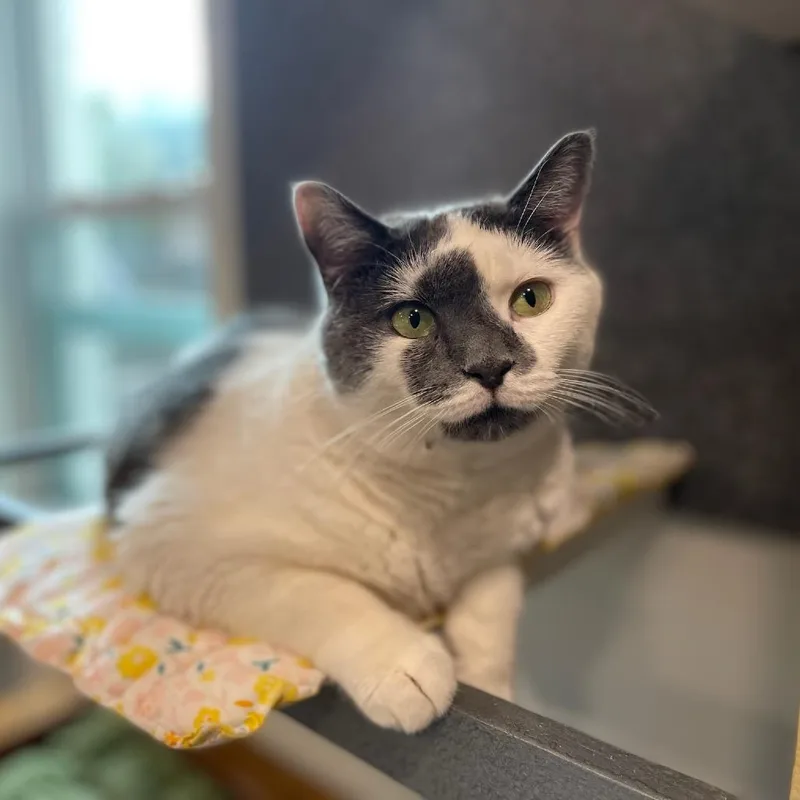 An adult medium-sized female White Domestic Short Hair cat named Berry for adoption in Oyster Bay, NY