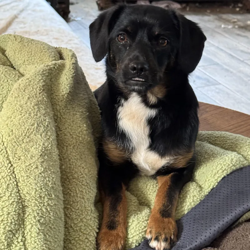 An adult small-sized female Mixed Breed dog named Raven for adoption in Blue Ridge, GA