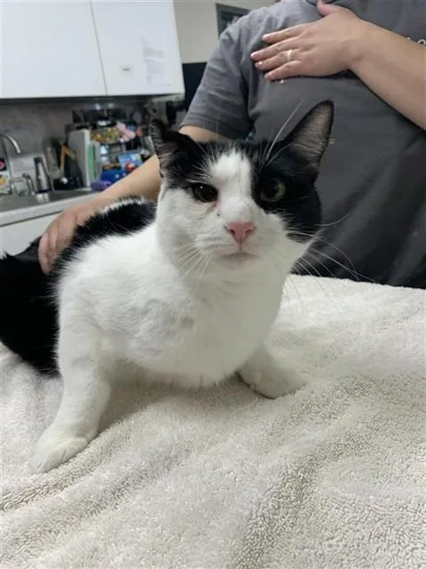 Oreo
