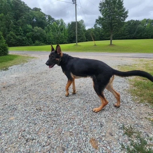 A young large-sized male Black German Shepherd Dog dog named Ronan for adoption in Manhasset, NY