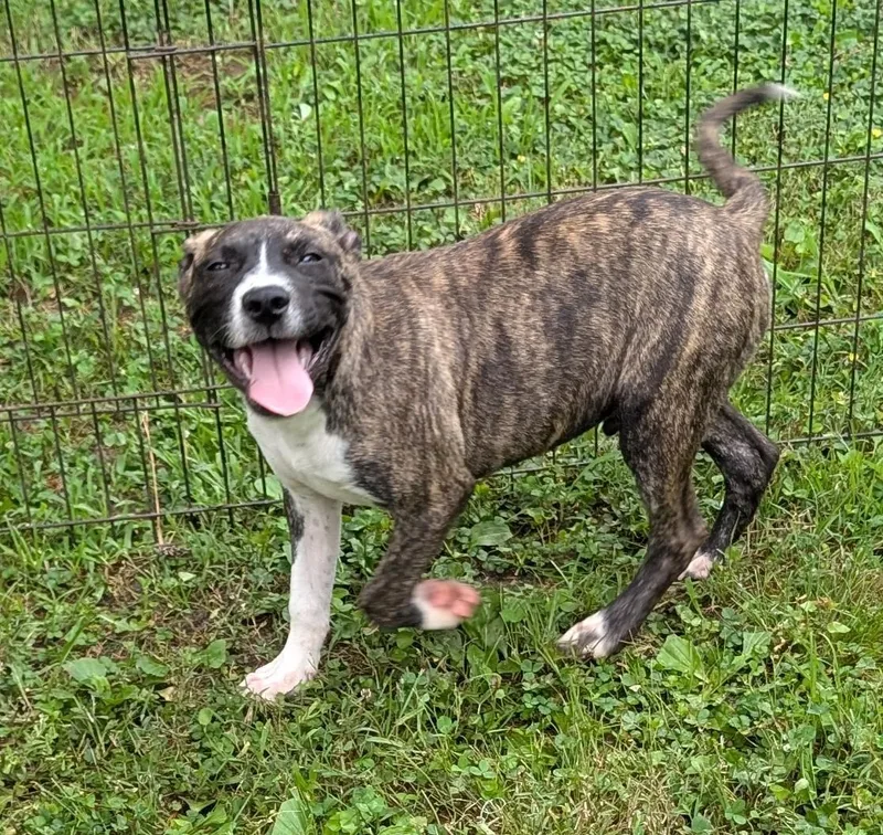 A baby medium-sized male Brindle Dutch Shepherd dog named Bacon for adoption in Watertown, CT