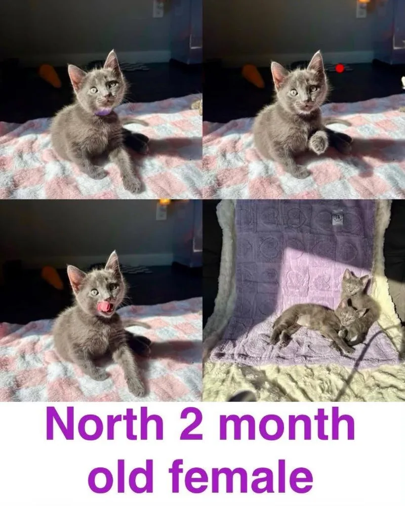 A baby small-sized female Domestic Short Hair cat named North for adoption in Mustang, OK