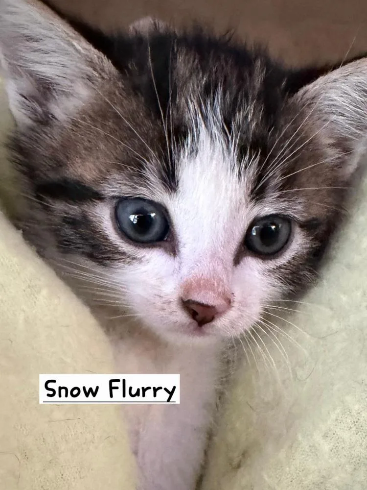 A baby small-sized male Tabby cat named Snow Flurry for adoption in Calimesa, CA