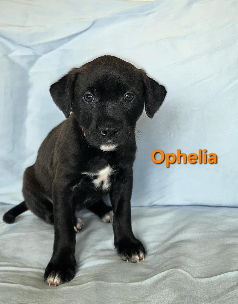 A baby medium-sized female Black Labrador Retriever dog named Ophelia for adoption in Colorado Springs, CO