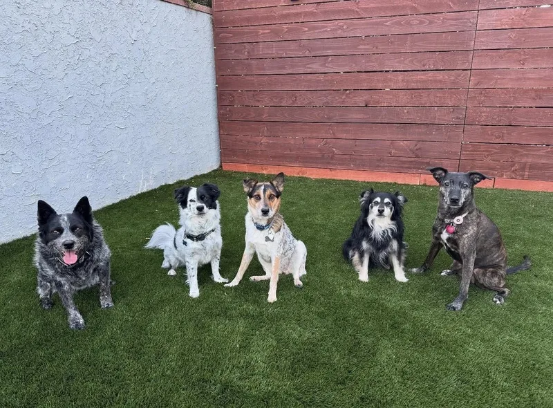 An adult medium-sized male Australian Cattle Dog / Blue Heeler dog named Bruno for adoption in Rough And Ready, CA
