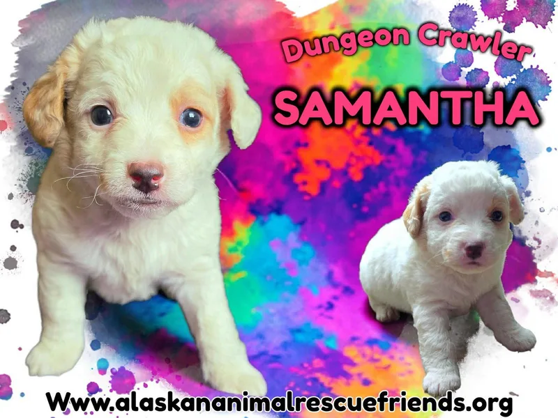 A baby medium-sized female Corgi dog named Dungeon Crawler Samantha for adoption in Anchorage, AK
