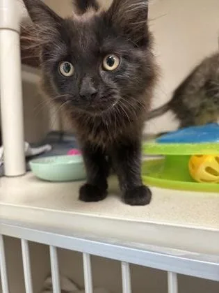 A baby small-sized female Domestic Long Hair cat named Blackheart  I am for adoption in East Brookfield, MA