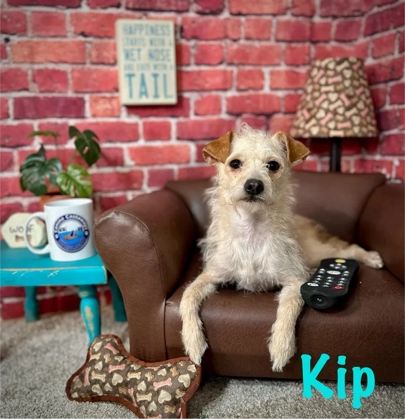 Kip thumbnail 2