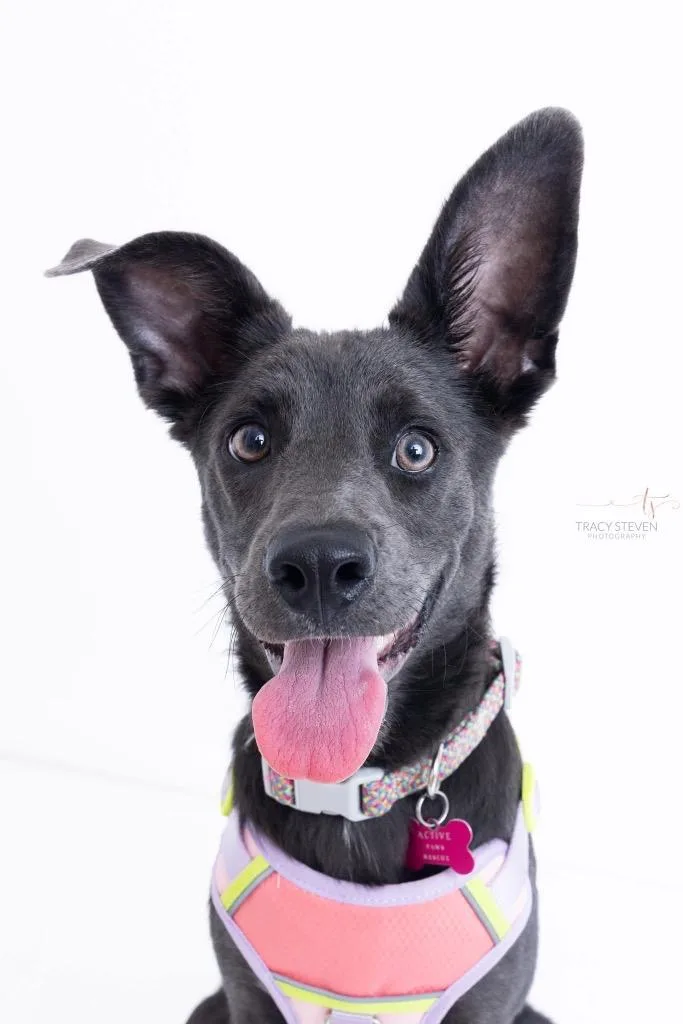 A baby medium-sized female Mixed Breed dog named Hope for adoption in CONROE, TX