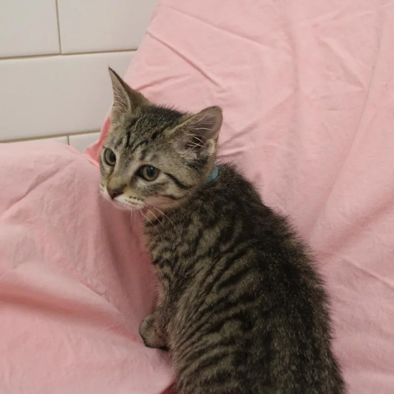 A baby small-sized female Brown / Chocolate Domestic Short Hair cat named Honey for adoption in Champaign, IL