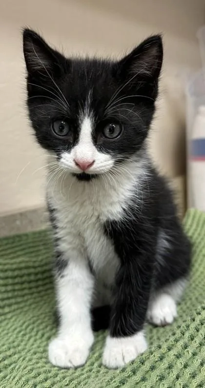 A young small-sized male Domestic Short Hair cat named Ranger for adoption in Phoenix, AZ