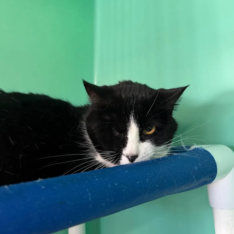 An adult small-sized female Black Domestic Short Hair cat named Jacky Sparrow for adoption in Spanish Fork, UT