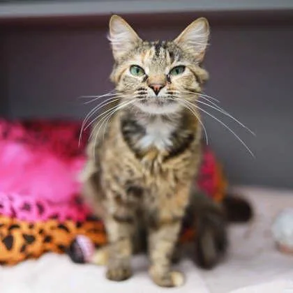 An adult small-sized female Brown / Chocolate Domestic Short Hair cat named Natasha for adoption in Atlanta, GA