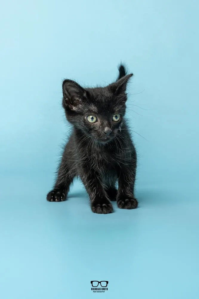 A baby small-sized male Black Domestic Short Hair cat named Chili for adoption in Palatine, IL