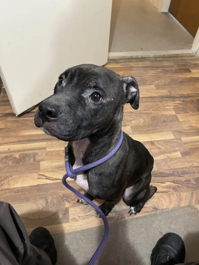 An adult medium-sized male Black American Staffordshire Terrier dog named Sammy for adoption in Baldwin, MI