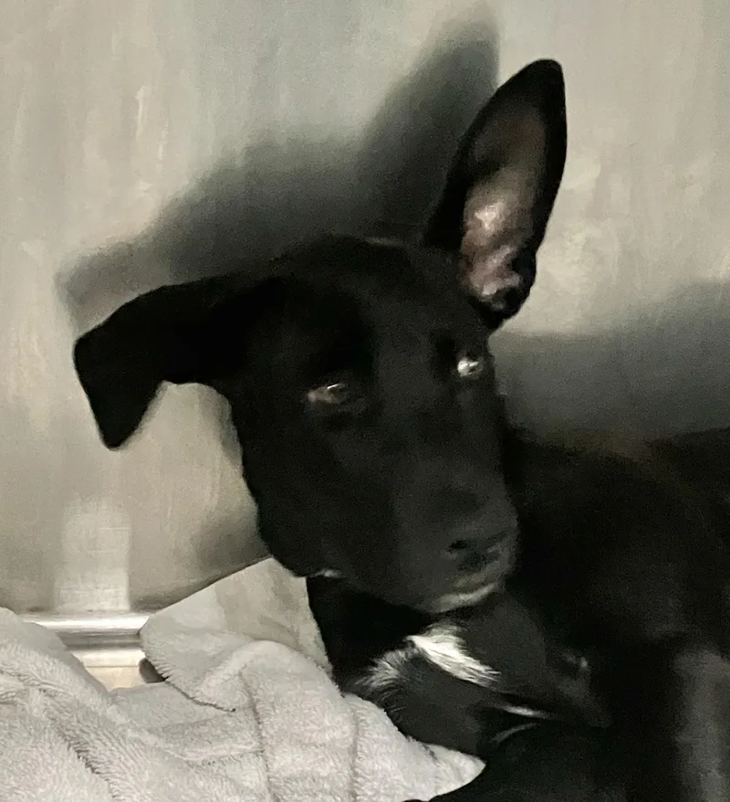 A baby medium-sized male Black Mixed Breed dog named Phantom for adoption in Parma, OH