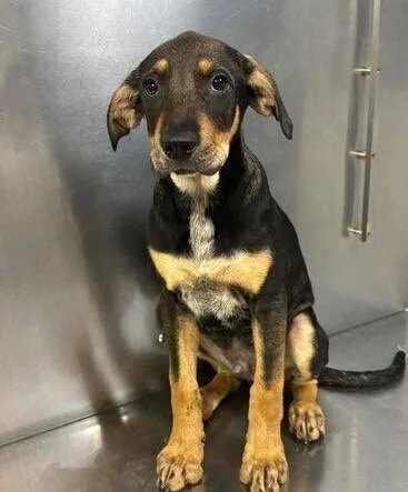 A baby medium-sized male Mixed Breed dog named Canyon for adoption in Long Island City, NY