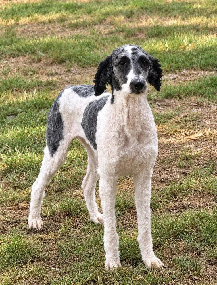A young medium-sized female Poodle dog named Sari for adoption in Columbia, TN