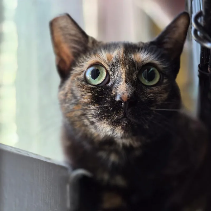 An adult small-sized female Tortoiseshell Domestic Short Hair cat named Macadamia for adoption in Richmond, KY
