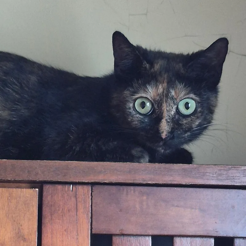 Macadamia thumbnail 3