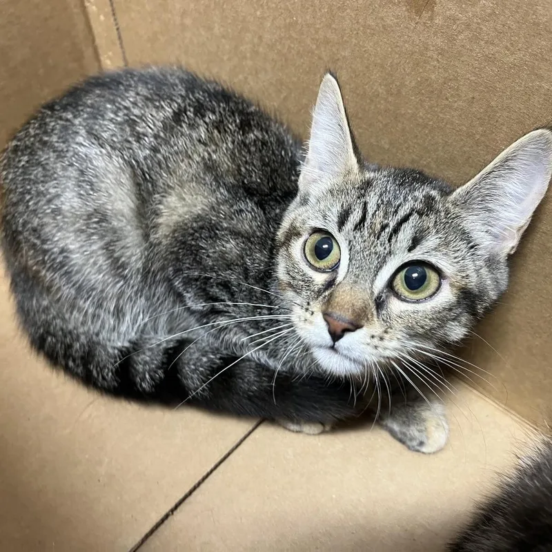 A baby small-sized female Domestic Short Hair cat named Butter for adoption in Newark, NJ