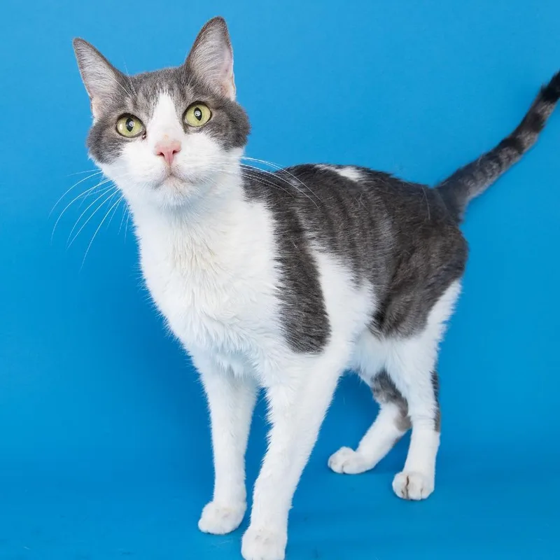 A senior medium-sized male White Domestic Short Hair cat named Jackson for adoption in Franklin, TN