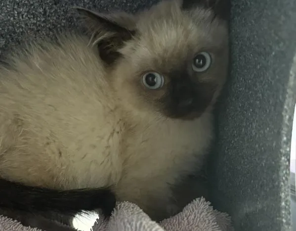 Zuko