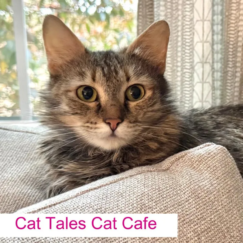 A young small-sized female Brown / Chocolate Domestic Medium Hair cat named Pippy for adoption in Chapel Hill, NC