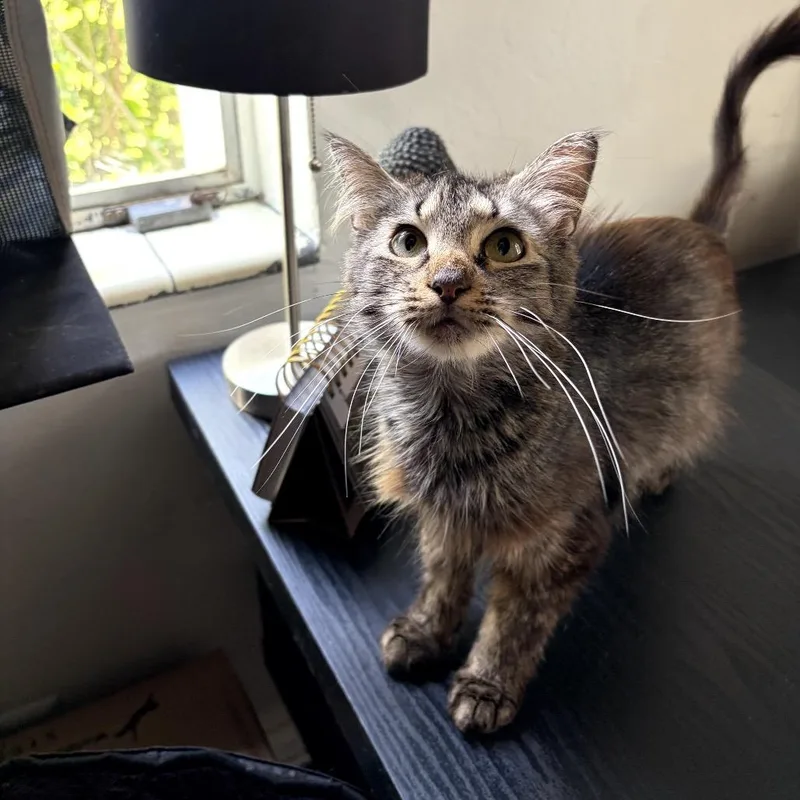 An adult medium-sized female Brown / Chocolate Domestic Short Hair cat named Layla for adoption in Juno Beach, FL