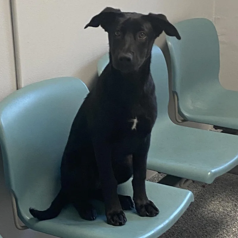 A baby medium-sized female Black Labrador Retriever dog named Equinox for adoption in Greenville, SC