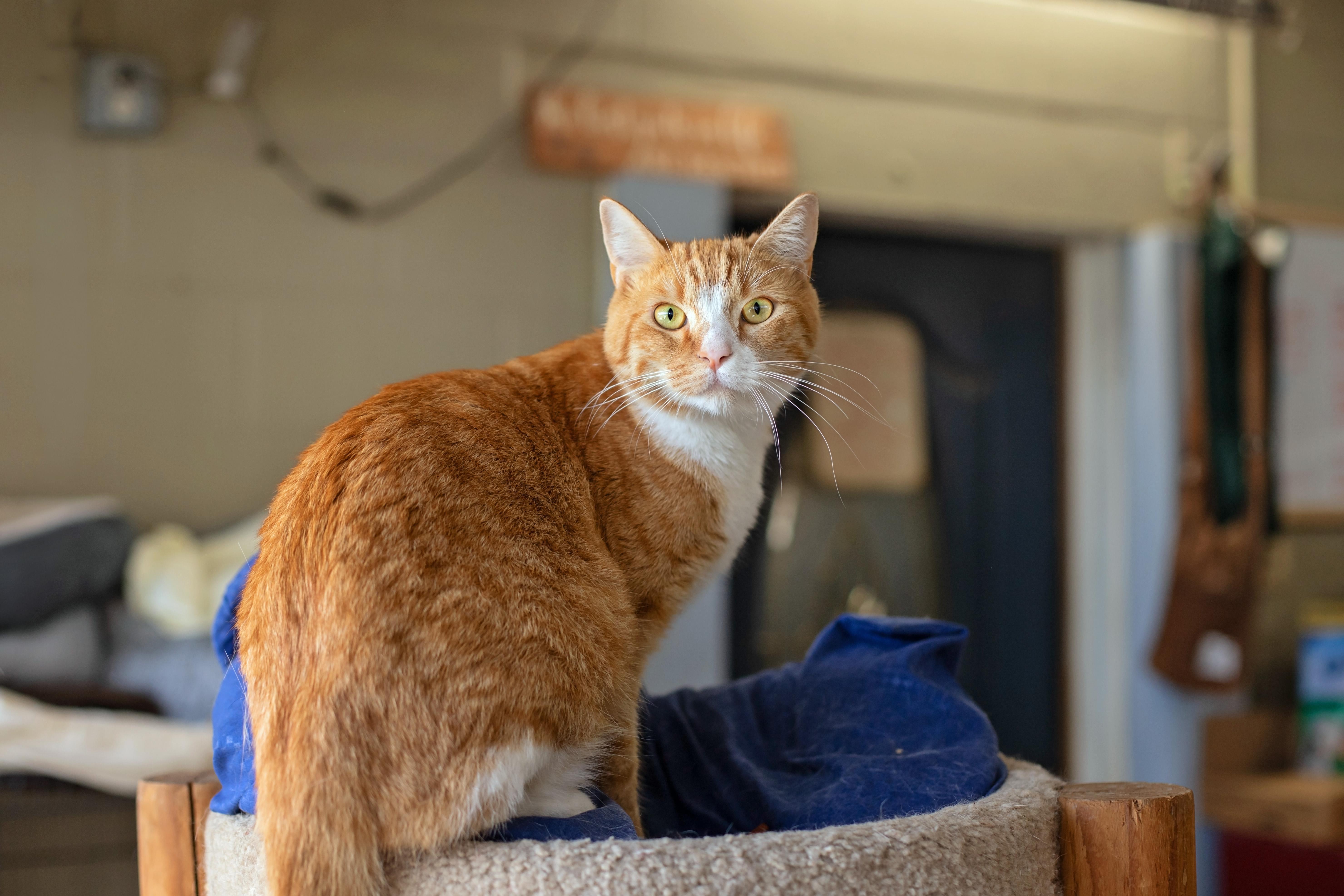 An adult medium-sized female Domestic Short Hair cat named Julie for adoption in Landenberg, PA