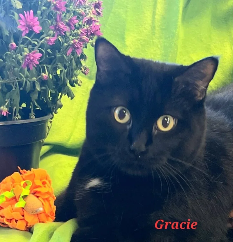 Gracie thumbnail 2