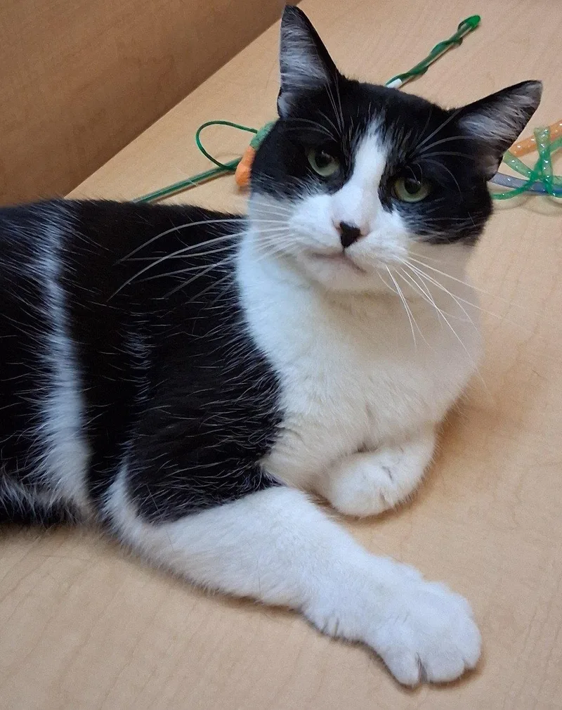 An adult large-sized female Black & White / Tuxedo Domestic Medium Hair cat named Slush @ Medina Petsmart for adoption in Cuyahoga Falls, OH