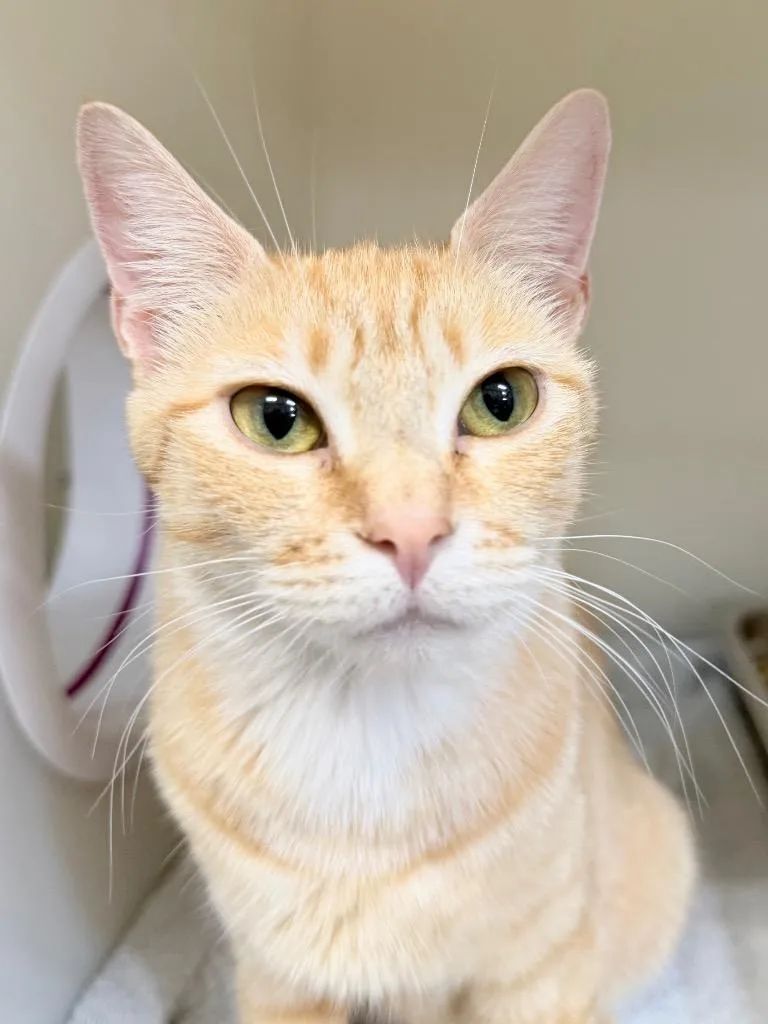 A young medium-sized female Domestic Short Hair cat named Princess Peach for adoption in Menomonie, WI