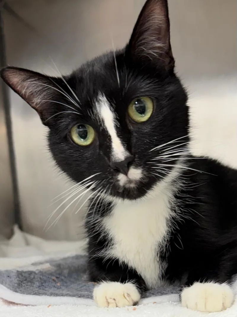 An adult medium-sized male Black & White / Tuxedo Domestic Short Hair cat named Cornelius for adoption in Wetumpka, AL