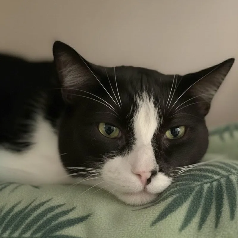 A senior medium-sized male Black & White / Tuxedo Domestic Short Hair cat named Purrcy for adoption in Charleston, SC