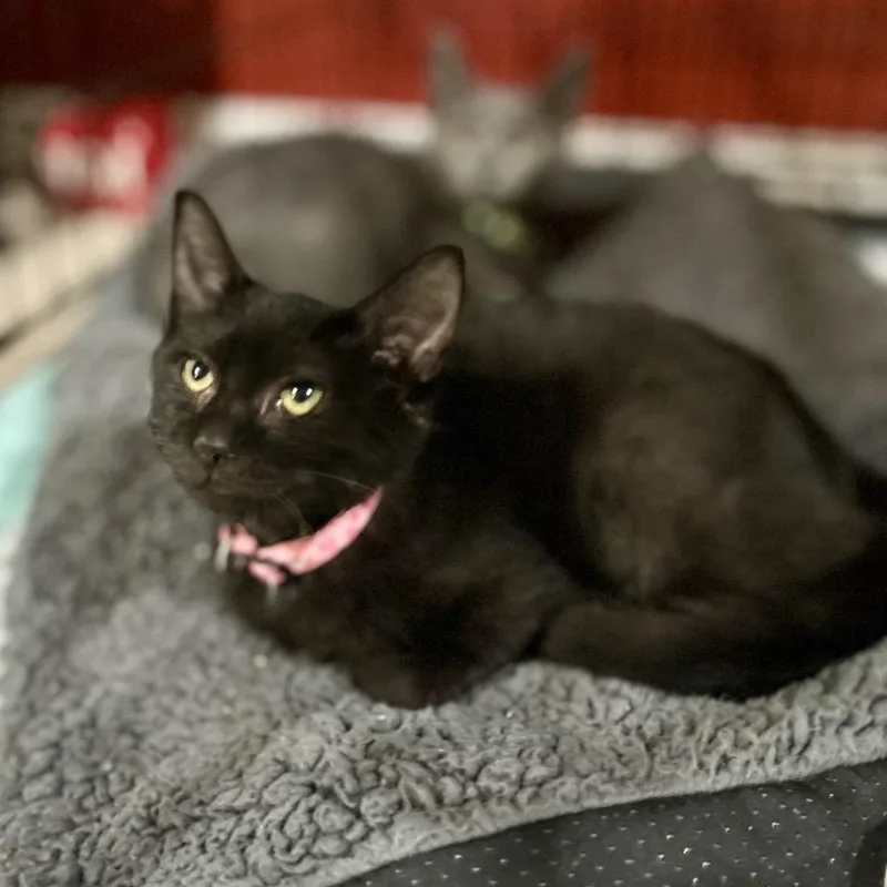 A baby small-sized female Black Domestic Short Hair cat named Sophia for adoption in Philadelphia, PA