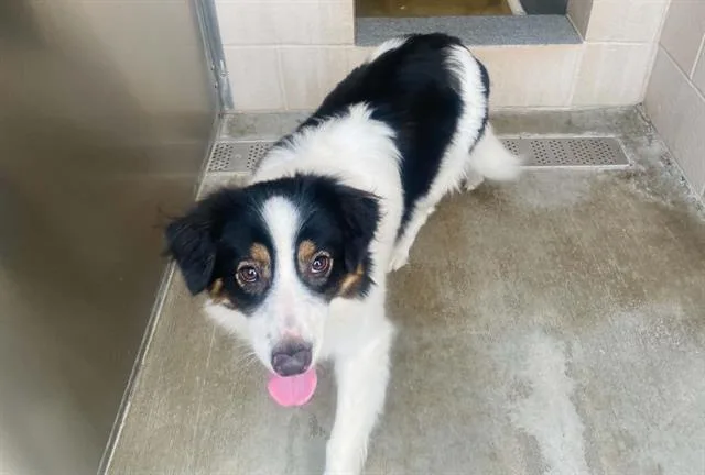 A young medium-sized female Australian Shepherd dog named Vespa for adoption in Tustin, CA