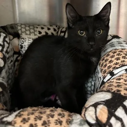 A baby medium-sized female Domestic Short Hair cat named Crumb for adoption in Merriam, KS