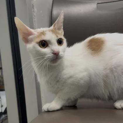 A young medium-sized female Domestic Short Hair cat named Teemo for adoption in Janesville, WI