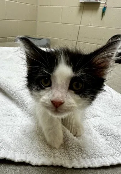 A baby small-sized male Domestic Short Hair cat named Kareem for adoption in Westland, MI