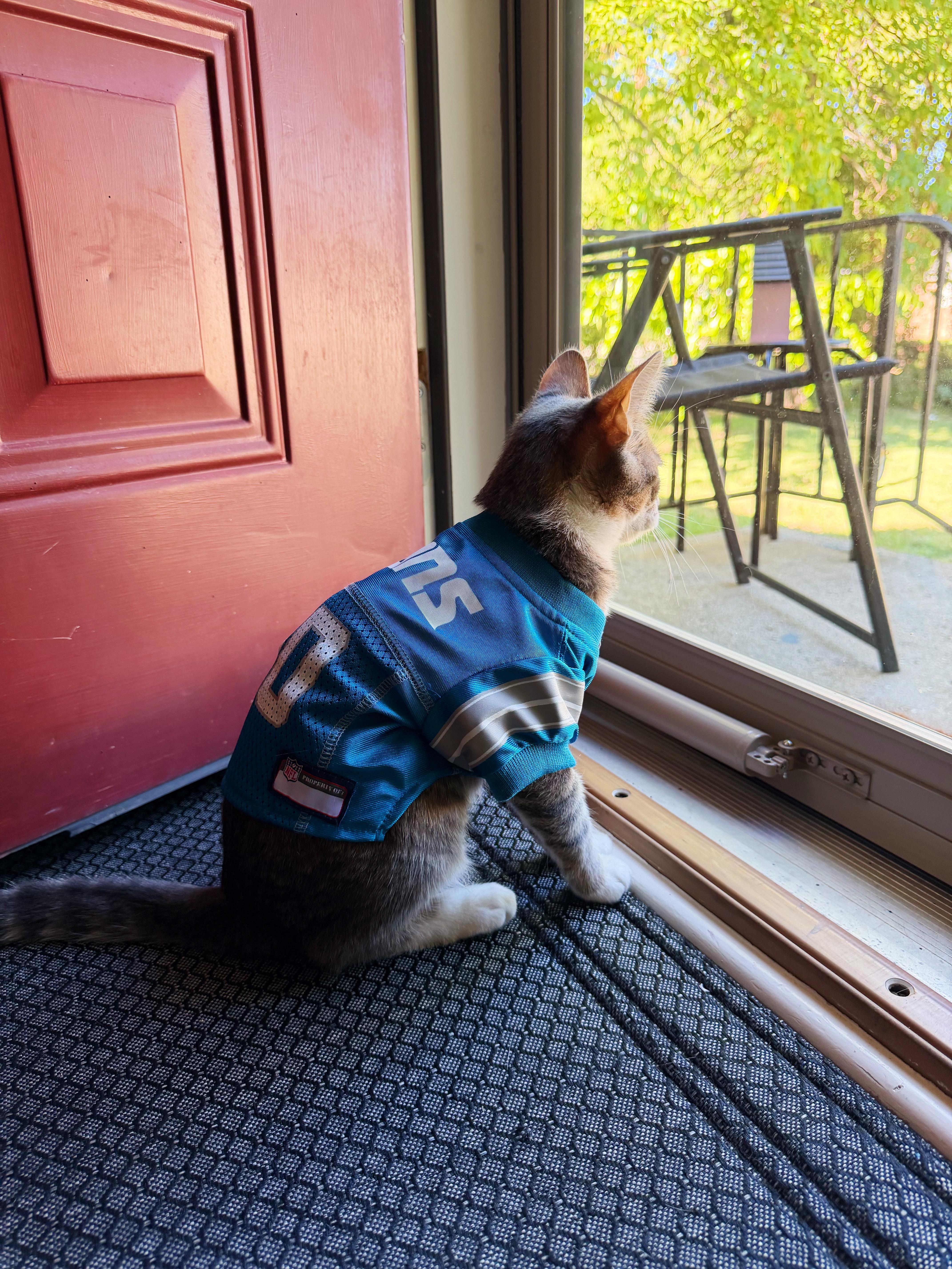 A baby medium-sized male Tabby (Gray / Blue / Silver) Domestic Short Hair cat named Rookie for adoption in Sterling Heights, MI