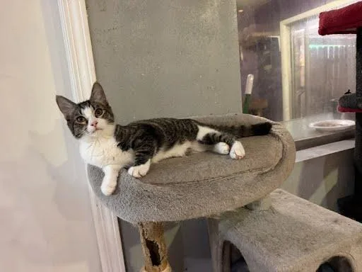 A baby medium-sized male Tabby (Brown / Chocolate) Domestic Short Hair cat named Lenny for adoption in Metairie, LA