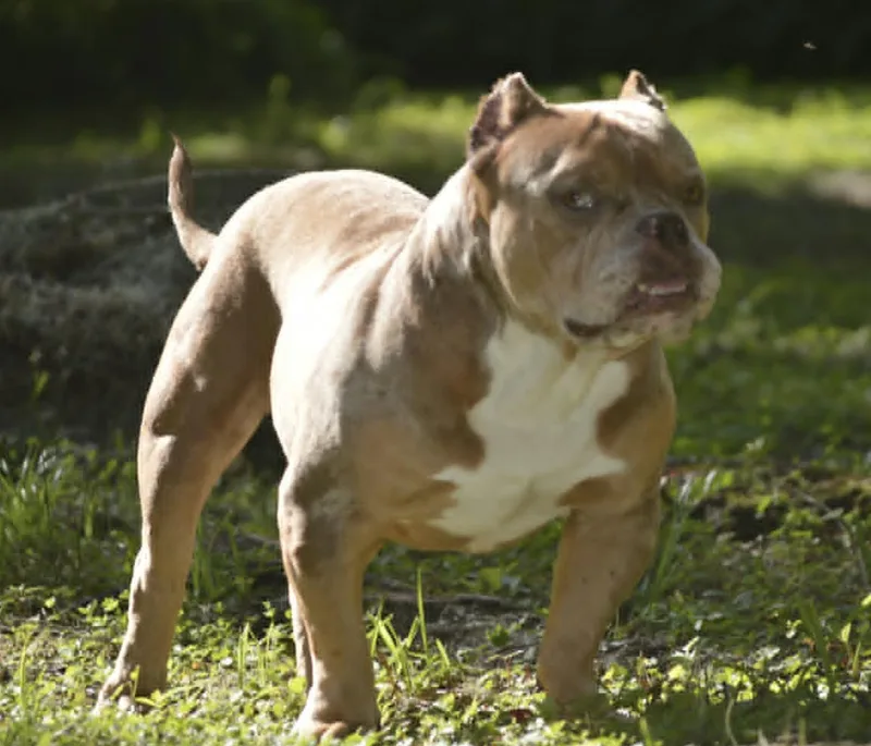 Frankie thumbnail 2
