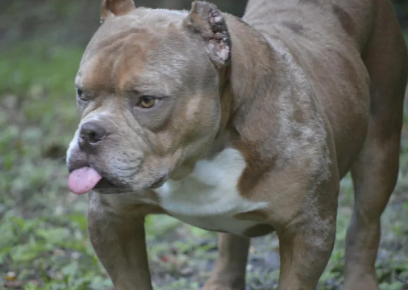 Frankie thumbnail 3