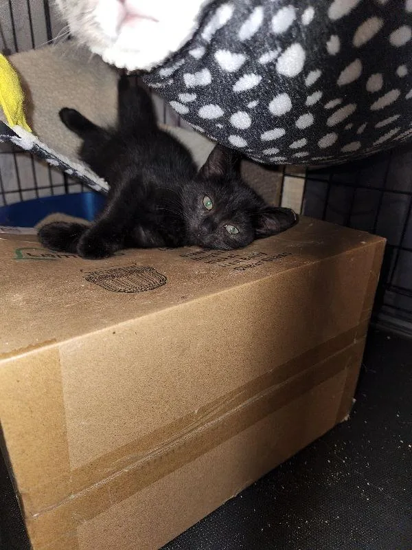 A young medium-sized male Black Domestic Short Hair cat named Bam Bam for adoption in Delran, NJ