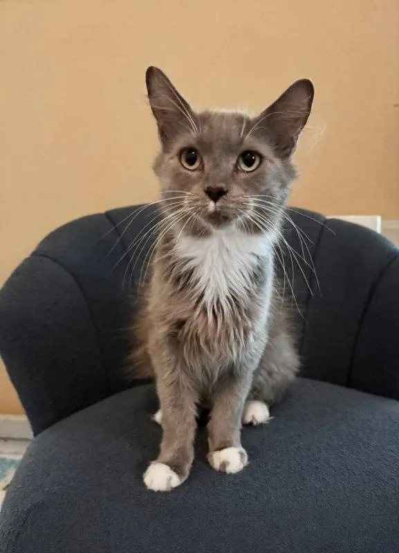 A young medium-sized female Tuxedo cat named Rabbit for adoption in Knoxville, TN