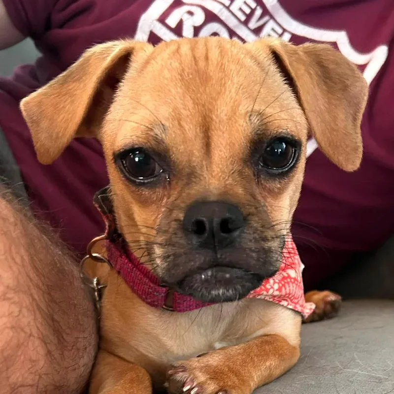 A baby small-sized female Yellow / Tan / Blond / Fawn Pug dog named Cricket for adoption in Grafton, OH